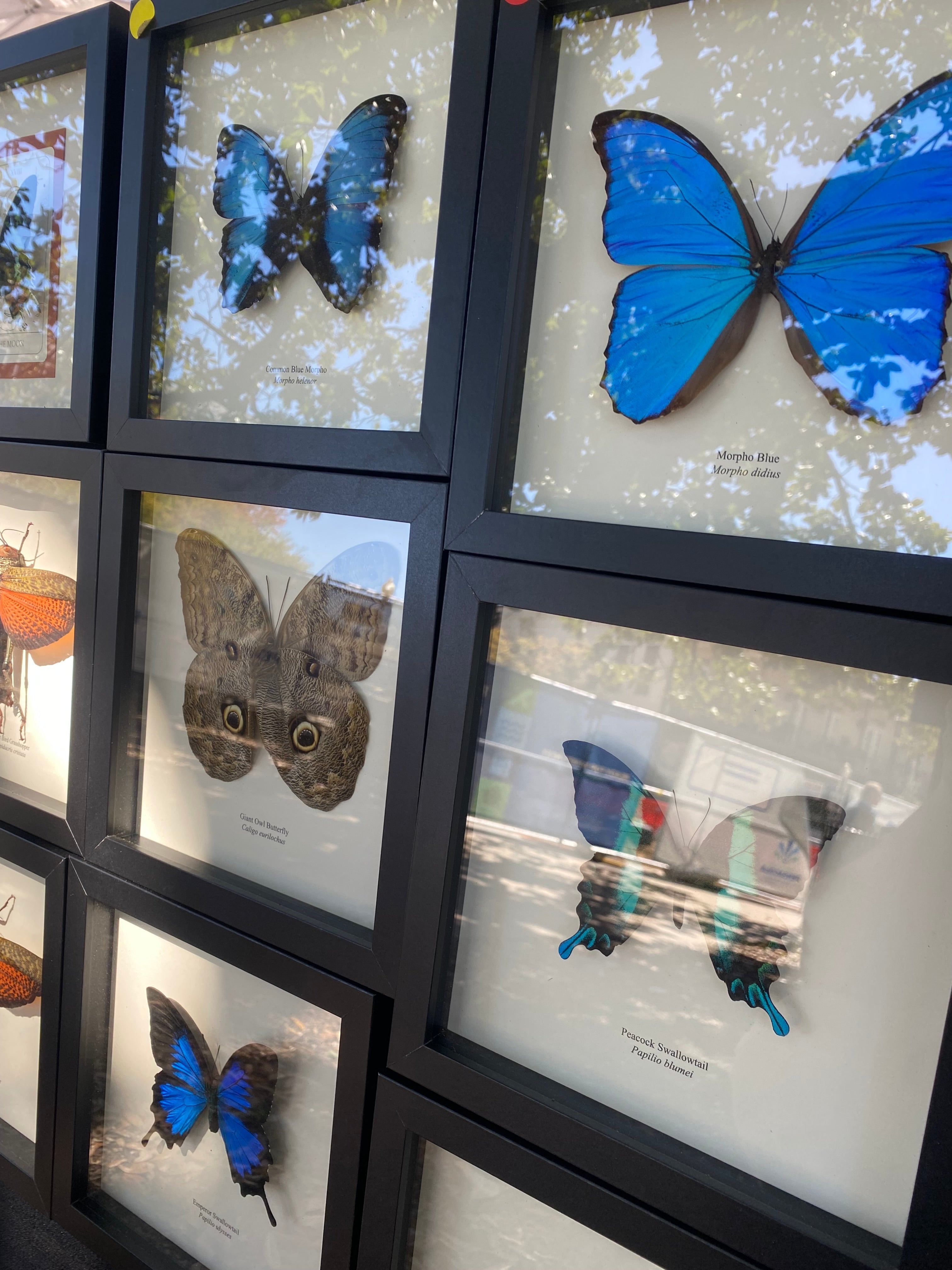 Butterflies and Bugs