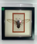The Giant Clearwing Cicada