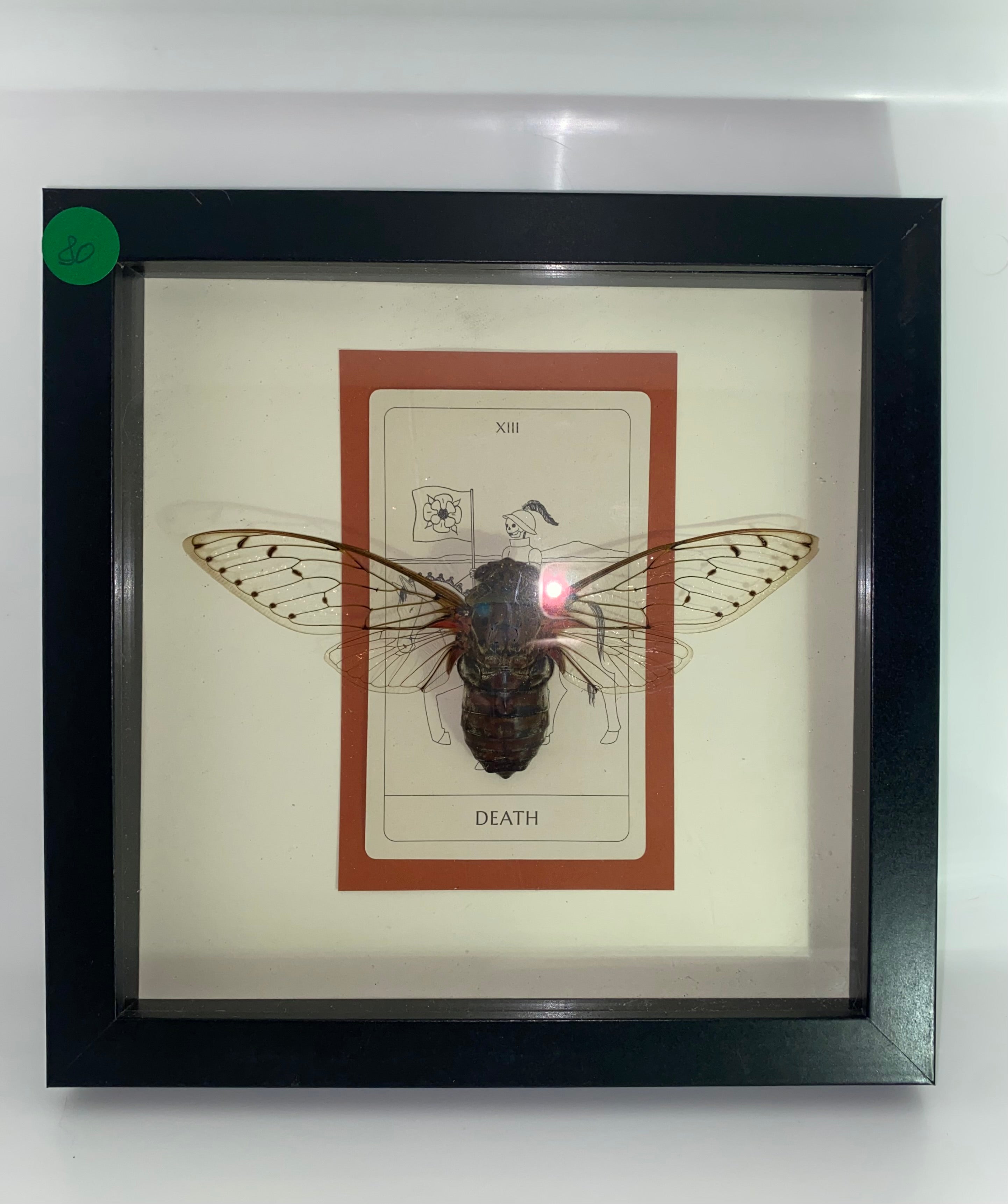 The Giant Clearwing Cicada