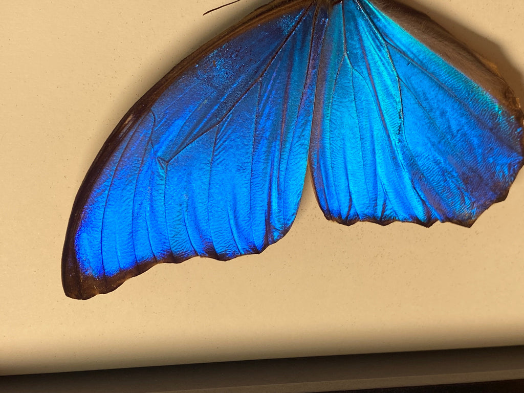 Morpho Blue Butterfly