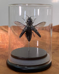 Eastern Eyed Click Beetle Dome