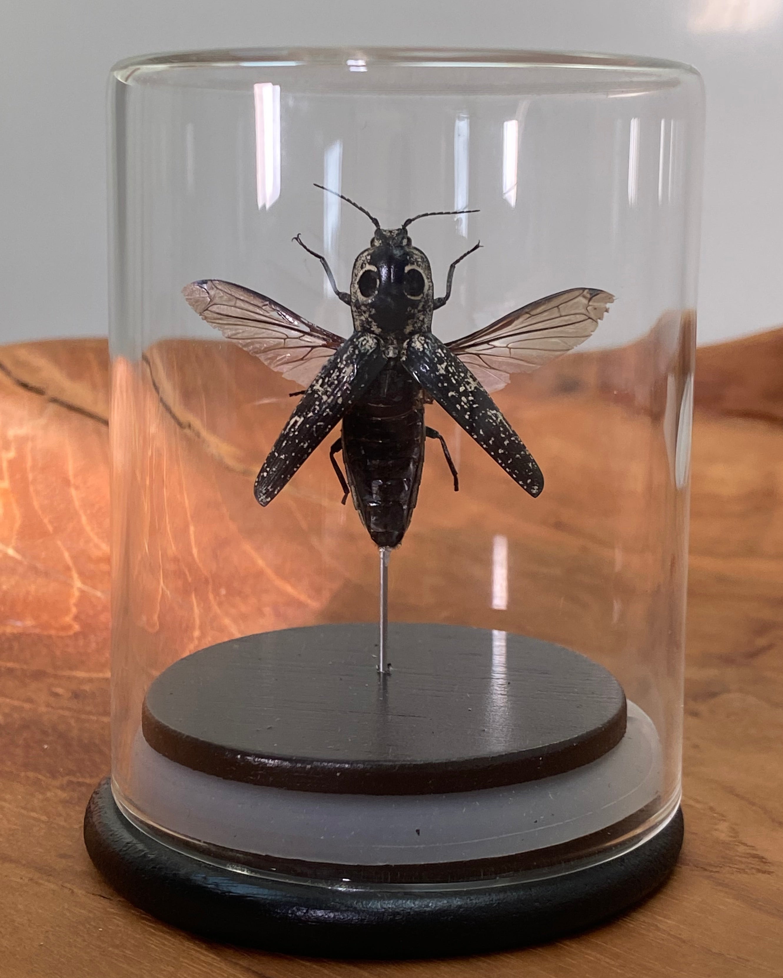 Eastern Eyed Click Beetle Dome