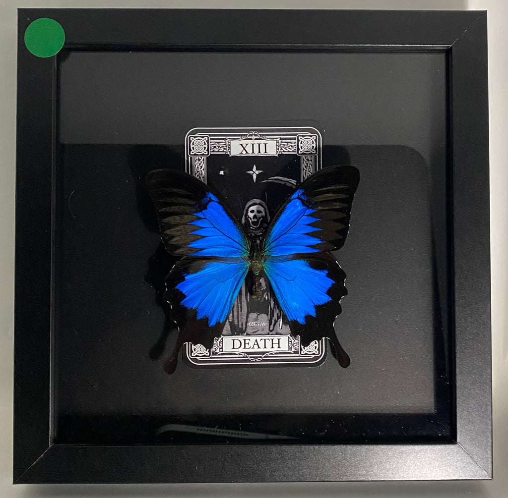 The Emperor Swallowtail