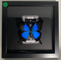 The Emperor Swallowtail