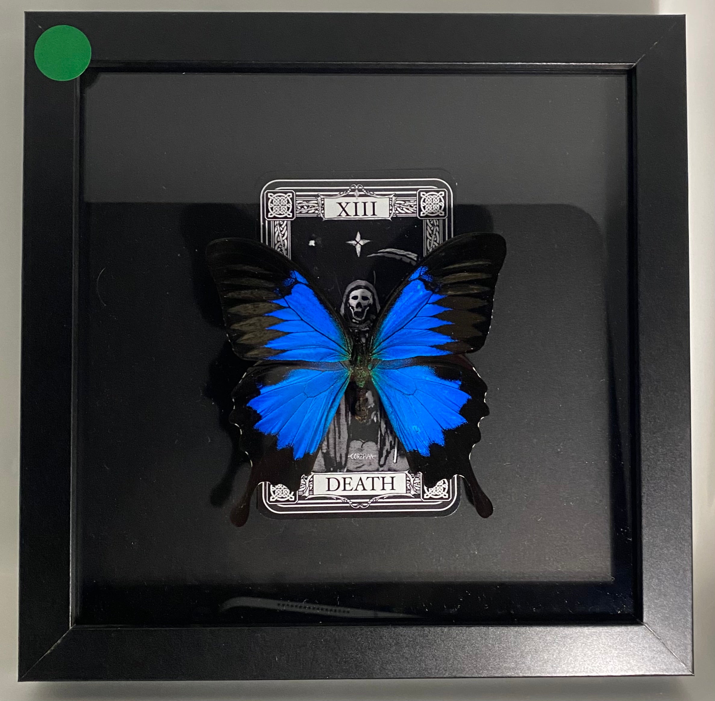 The Emperor Swallowtail