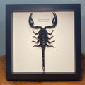 Giant Forest Scorpion