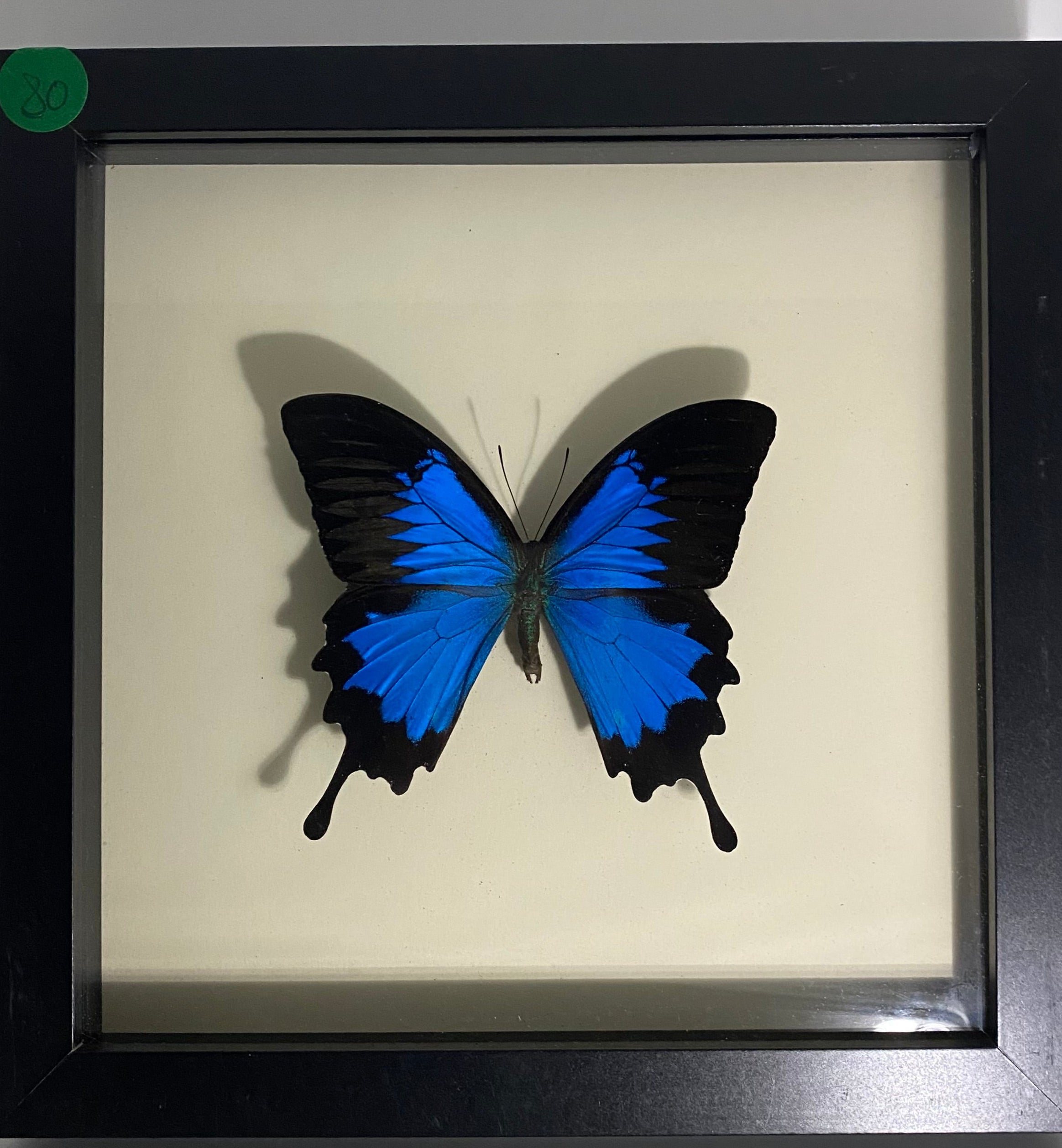 The Emperor Swallowtail