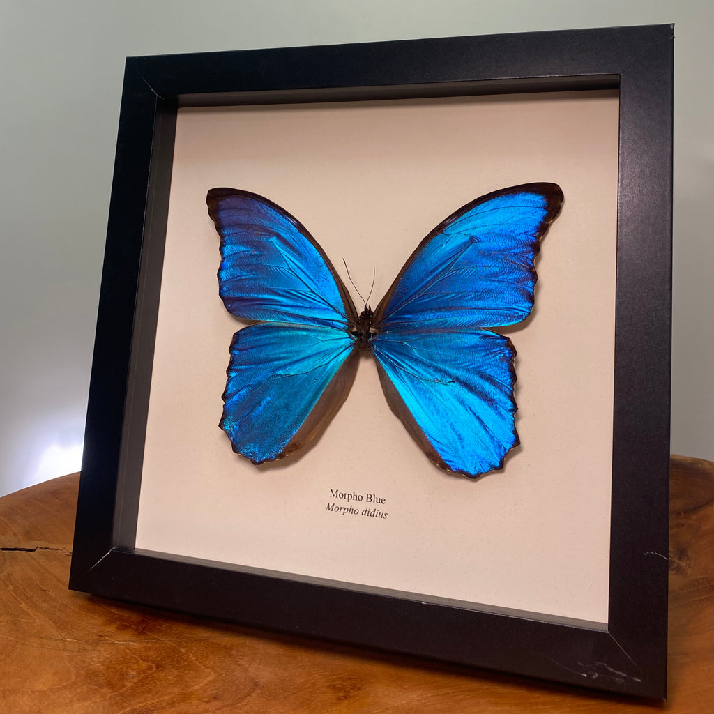 Morpho Blue Butterfly