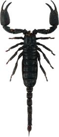 Giant Forest Scorpion