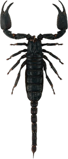 Giant Forest Scorpion