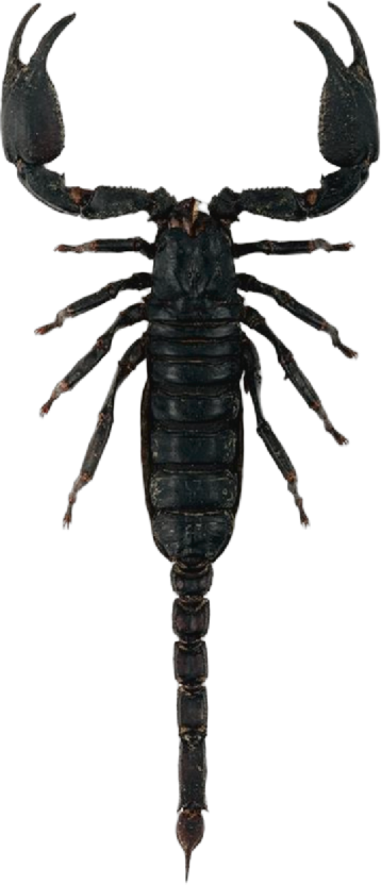 Giant Forest Scorpion