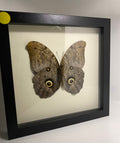 The Owl Butterfly