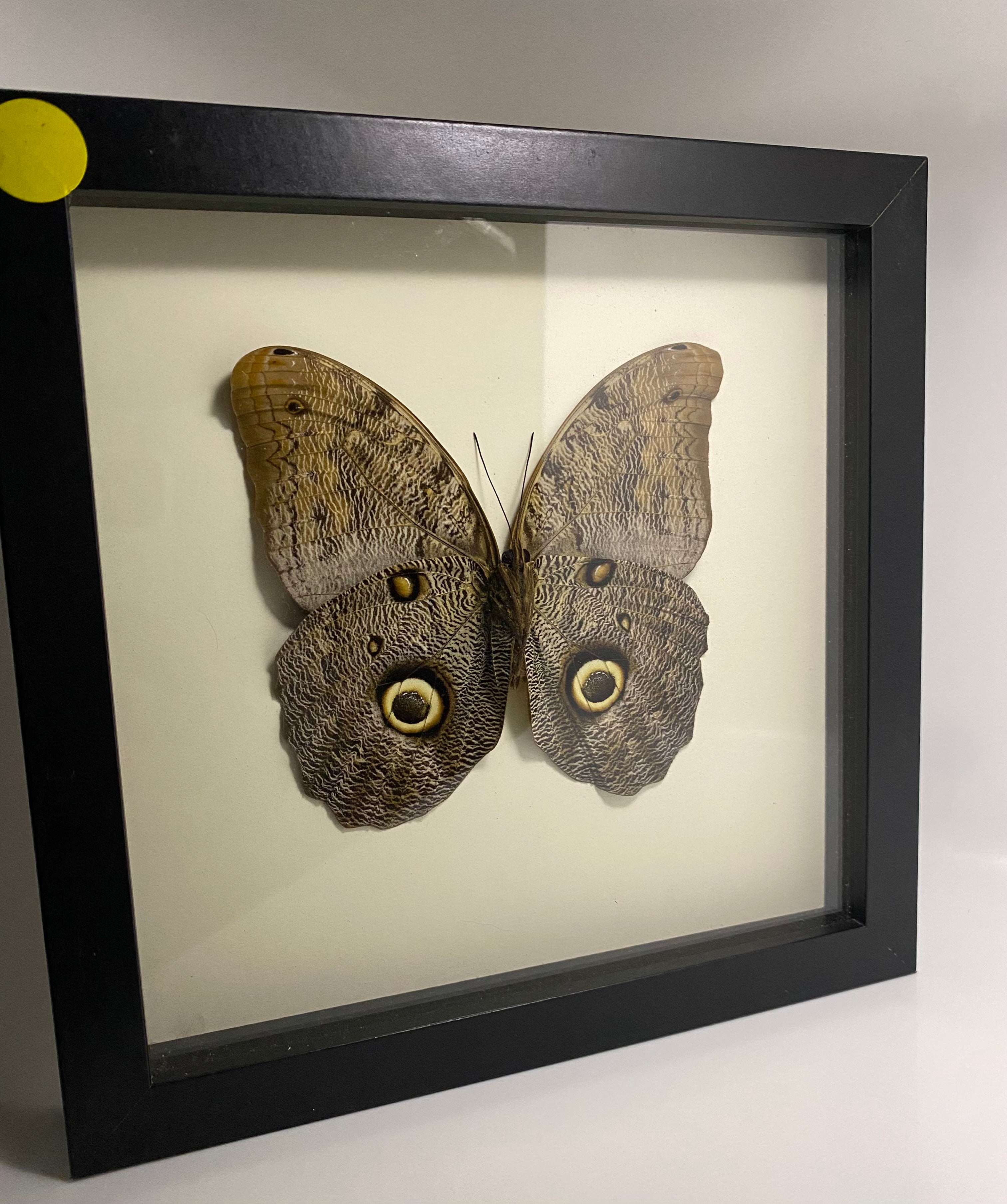 The Owl Butterfly