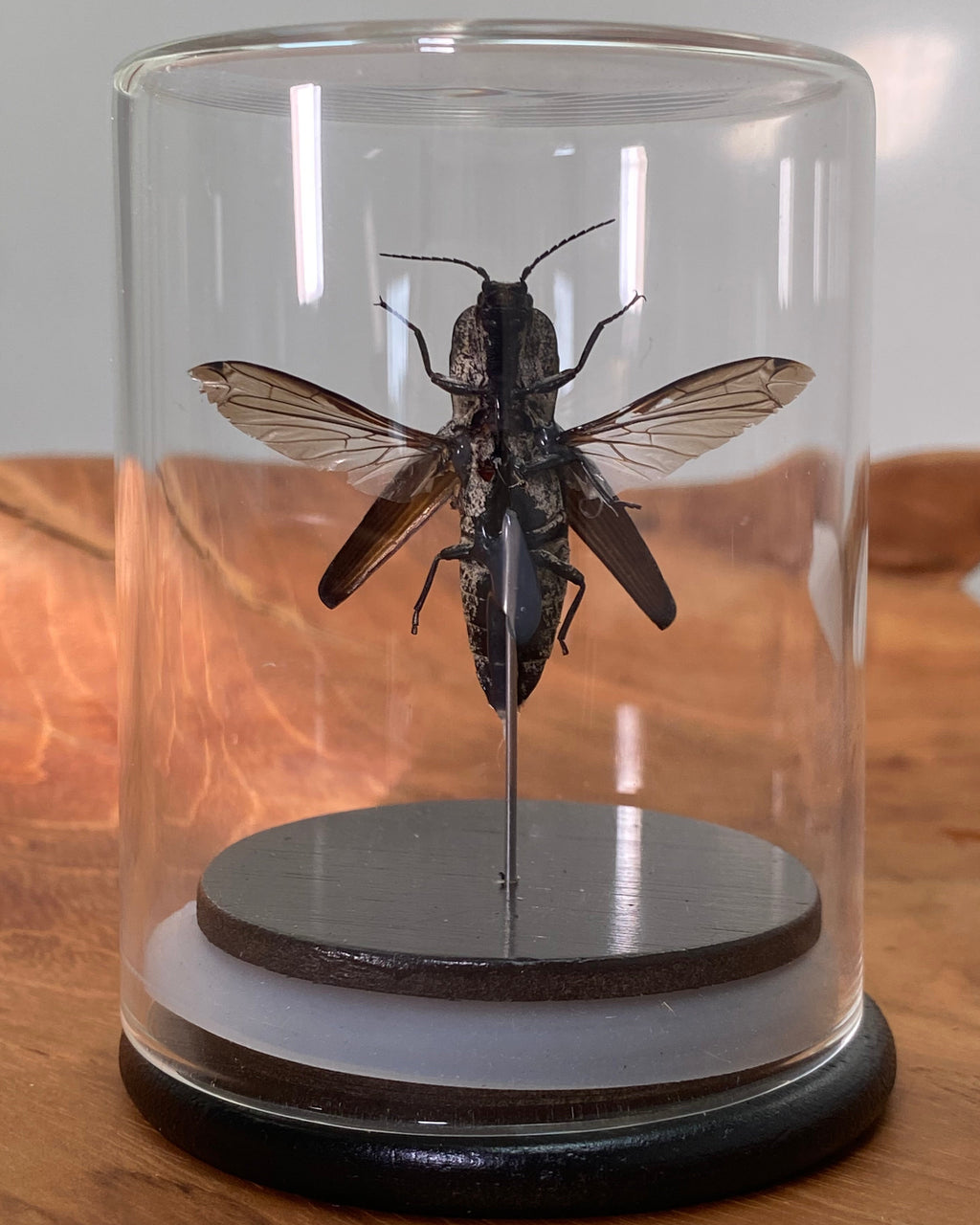 Eastern Eyed Click Beetle Dome