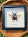 Gold Tipped Stag