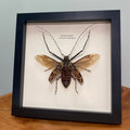 The Harlequin Beetle